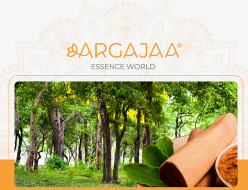 Sandalwood Usage in India